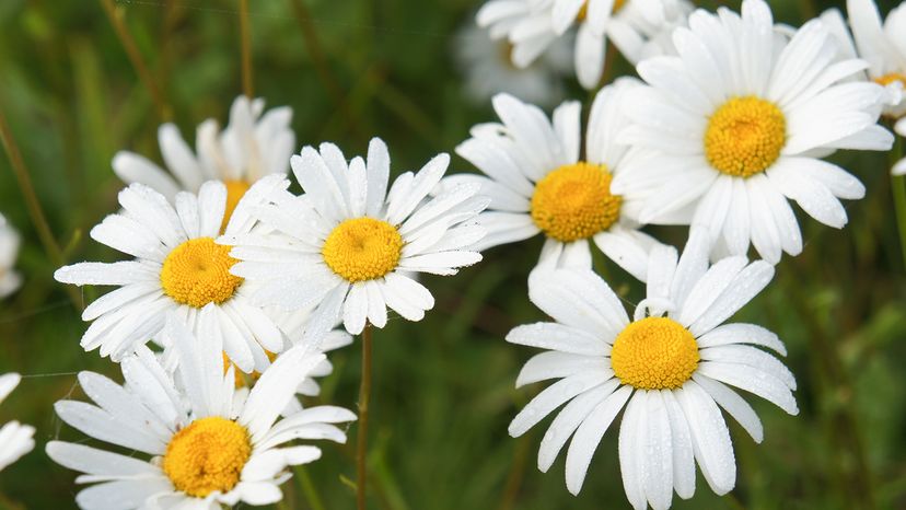 Daisies