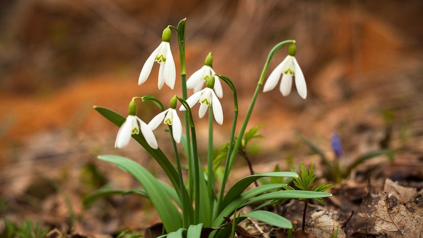 Snowdrops