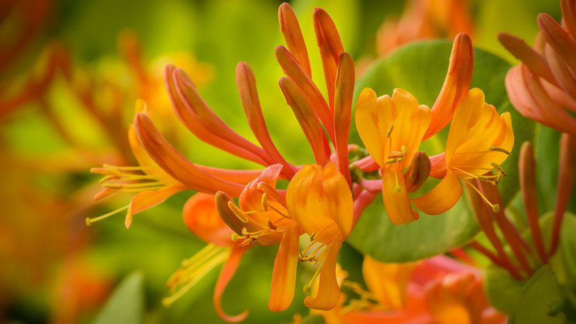 Honeysuckle