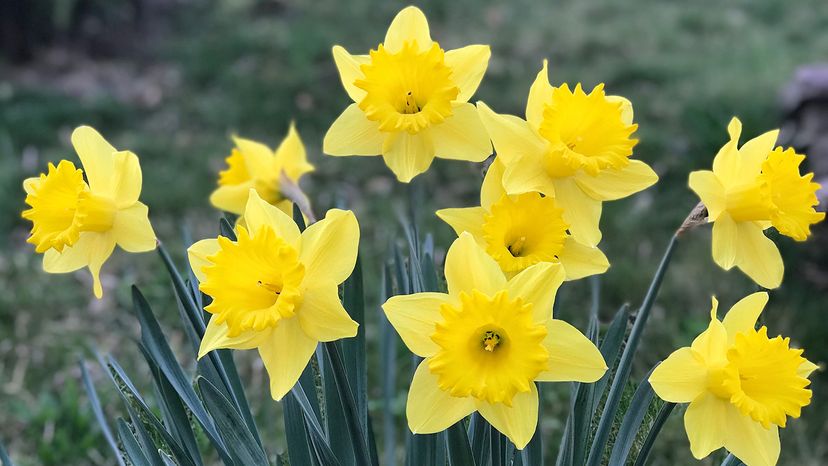 Daffodils