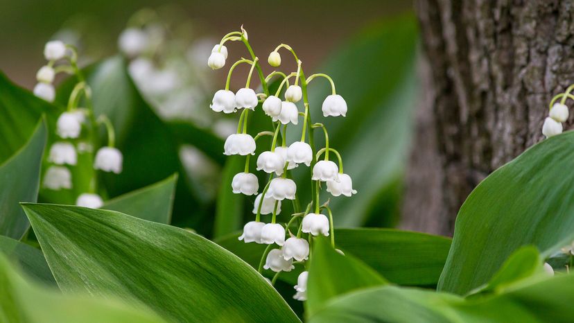 Lily of the Valley