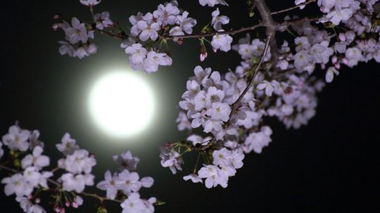 May's Full Moon Is the Flower Moon