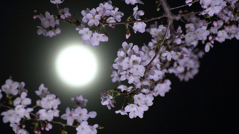 full moon among flowers