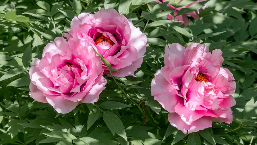 November Birth Flowers: Chrysanthemum & Peony