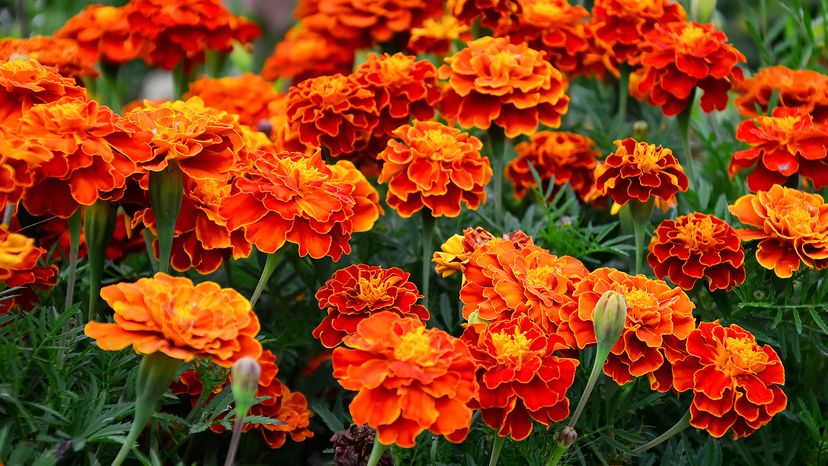 Marigolds