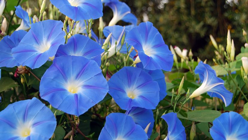 Morning glories