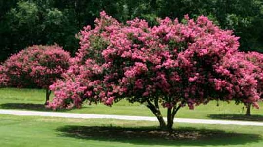 Flowering Trees