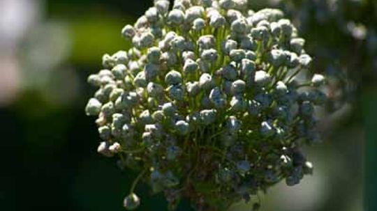 Flowering Onion