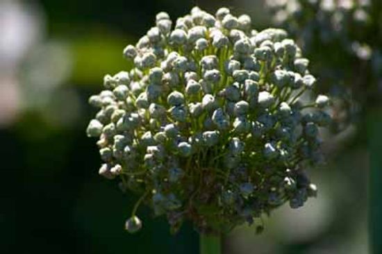 Flowering Onion