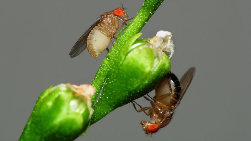 Drosophila flies on carnivorous plant flowers