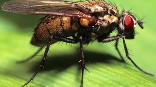 How do flies breathe?