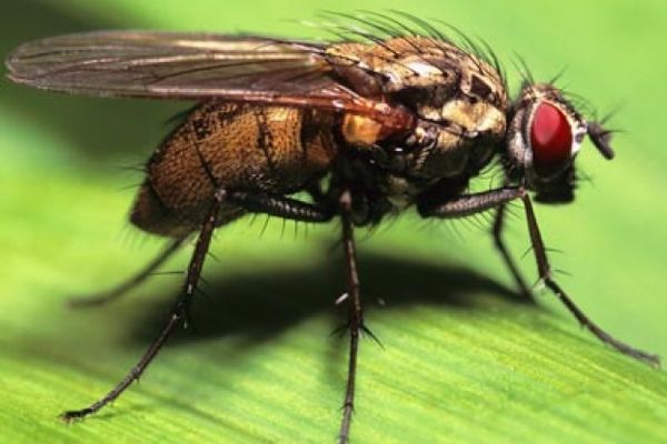 Close Up of a Fly