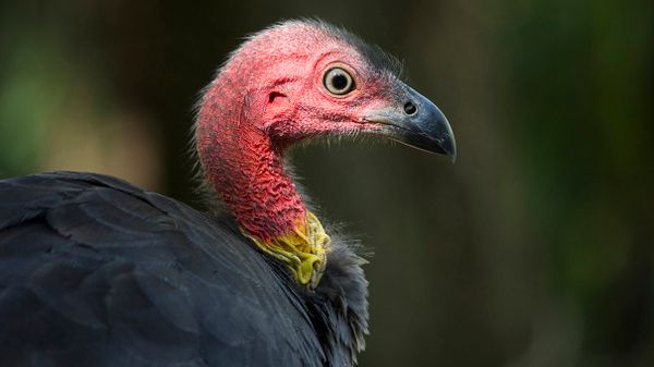 Australian brush turkey