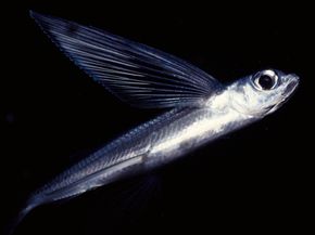 Flying Fish (Exocoetidae) use large pectoral fins to glide through the air.