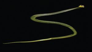flying snake