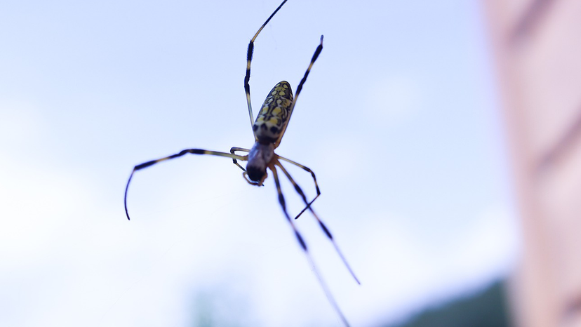 Why Jumping Spiders Spend All Night Hanging Out — Literally