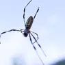 Flying Spiders Glide Into New Territories
