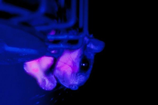 flying squirrel, UV light