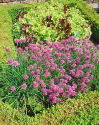 Who knew chives were so attractive? A bed of lettuce and flowering chives.