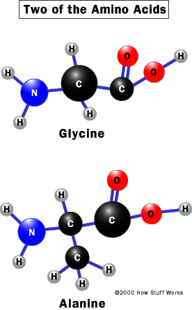 protein structure amino acids