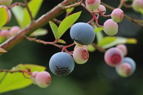 Pesticides containing antibiotics are often sprayed on blueberries and other fruits.