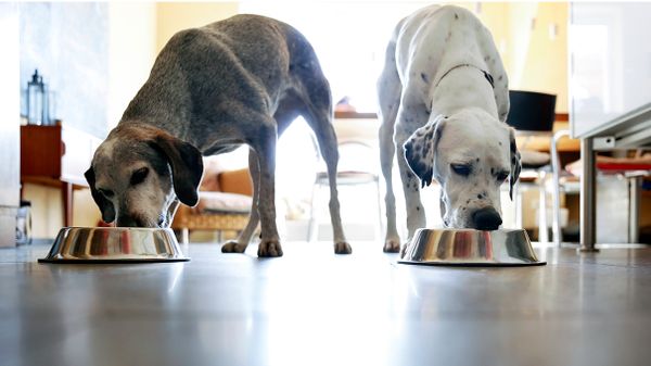 Can dogs eat cat food in a clearance pinch