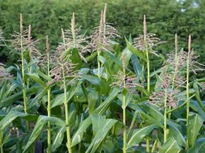 Rows of freshly watered corn growing in a garden