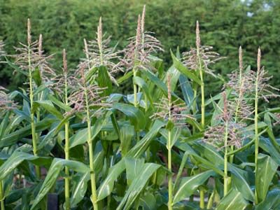 Farmers tending to an agricultural field of plants.