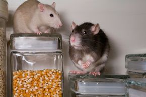 Food that’s been in contact with rats may be contaminated with Streptobacillus moniliformis.