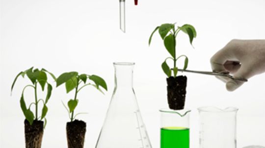 使用生物技术食品食用安全吗?”width=