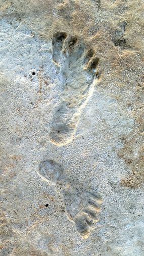 fossil footprints					
