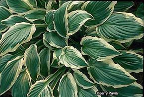 Hosta fortunei has dimension and color with                              its dark green leaves edged in white.