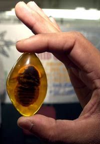 A man holds an insect fossilized in amber during