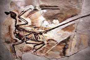 A fossil of a Microraptor from a 130-million year old forest that existed in what is now Liaoning Province, China is displayed at the American Museum of Natural History in New York City.