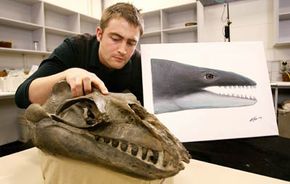 Museum Victoria Research Associate and Monash University PhD student Erich Fitzgerald inspects the skull of a 25-million-year-old fossil from southeast Australia identifying a new family of small, highly predatory, toothed baleen whales with enormous eyes