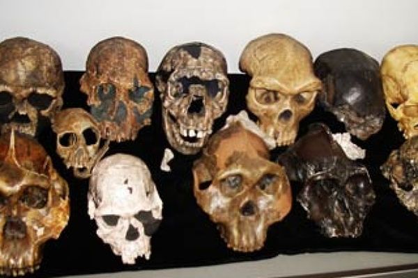 fossil humanoid skulls