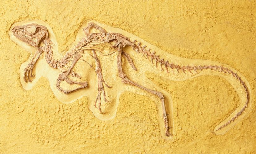The Ultimate Fossil Quiz