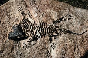 How incomplete is the fossil record? | HowStuffWorks