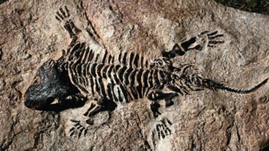 How incomplete is the fossil record?