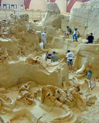 At The Mammoth Site, visitors are able to see mammoth bones that are still in situ in the Earth.