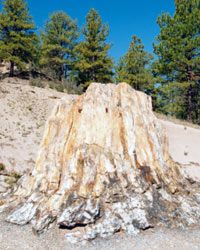 The Florissant Fossil Beds are home to the petrified remains of giant sequoia trees, including this one, the largest known as Big Stump.