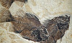 Fossil Butte, Wyo. is home to the largest deposit of freshwater fish fossils in the world. See more pictures of national parks.