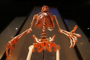 美国自然历史博物馆新落成的人类起源展厅展出一具人类骨骼＂width=