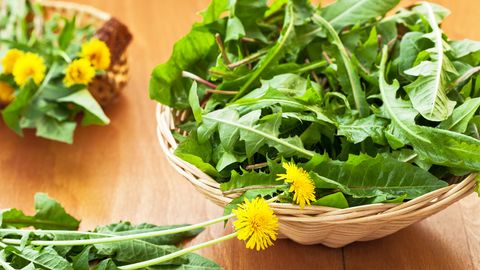 5 Fall Foods You Can Forage in Your Own Neighborhood - Vimarsana News