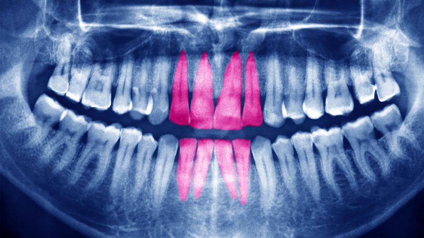 forensic dentistry	