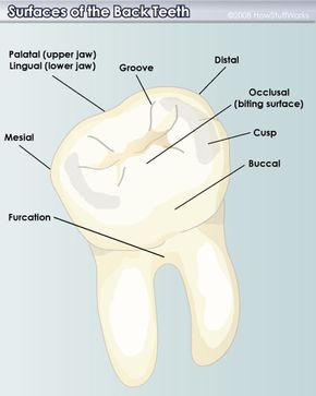 Surfaces of the back teeth