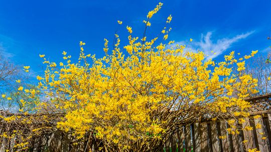 Caring for Forsythia, the Flaming Yellow Sign of Spring