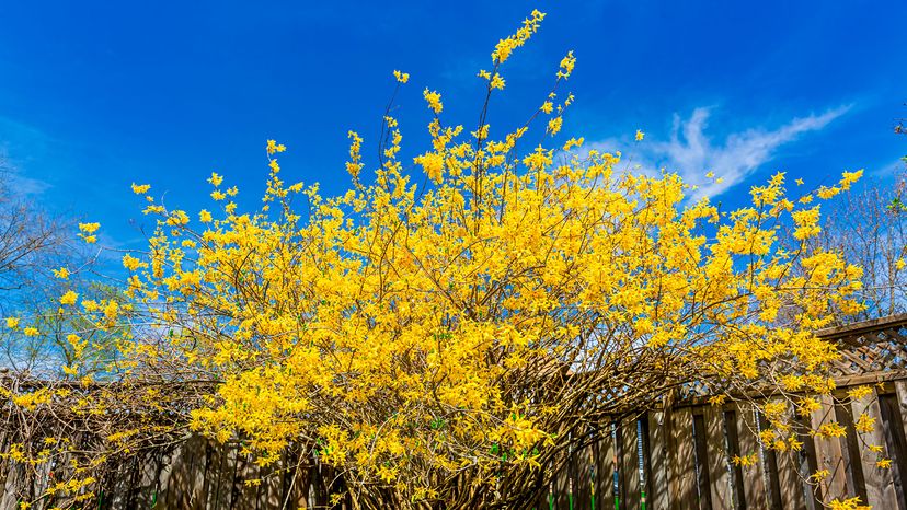 forsythia