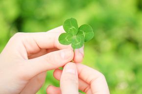 Four-Leaf Clover Genes Count