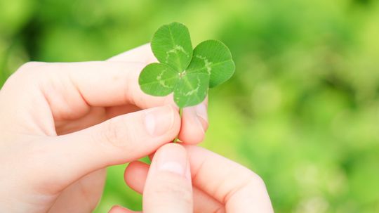 What's the best way to find a four-leaf clover?